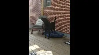 Dreyfus Howls at Sirens