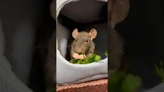 Baby Rat 🐭 Rat Duke ❤️ #petrat