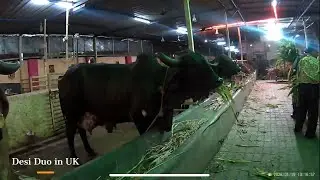 Blissful Cow Feeding near Ramji Mandir, Ahmedabad