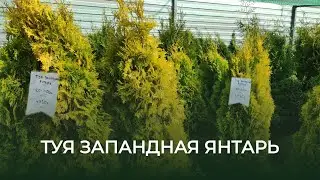Туя янтарь описание. Туя западная в Красноярске.