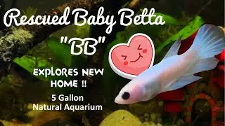 Baby Betta Fish Explores New Tank | Relaxing Aquarium Ambience | No Music | Water Filter Sounds