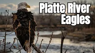 Majestic Bald Eagles of Colorado – Platte River Wildlife with Ambient Guitar Music