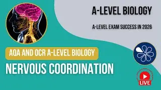 AQA and OCR A-Level Biology Live Stream 2025 | Nervous Coordination