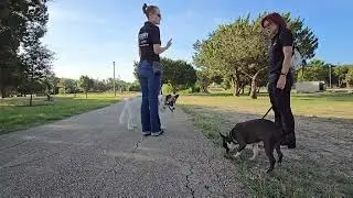 Poppy & Optimus: Carl Levin Park