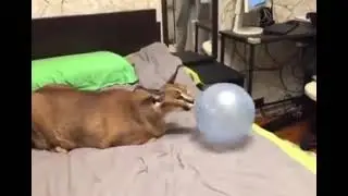 floppa and balloon