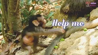 So pity! Poor baby monkey Toni slip from high ground make her so scare-Toni trying climb again