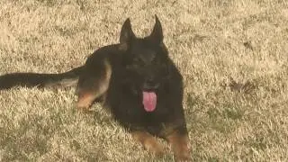a dog day (Blu, Que and Athena)