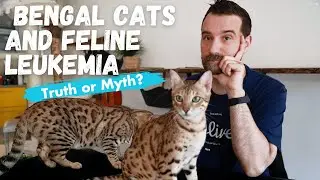Bengal Cats and natural immunity to Feline Leukemia: Truth or Myth?