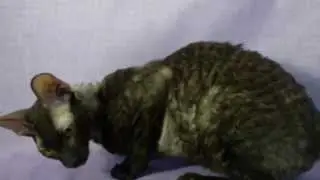 HOLY NIGHT SHREX
