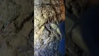 Triceratops Horn Fossil Preparation Using Micro Air Abraisive #howto #triceratops #fossils #dinosaur