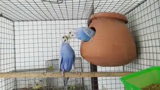 Violet Clearwing Pair Breeding season #rainbowbudgies #violetbudgies #mutation #shorts