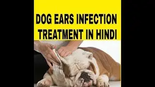 Pet care ! Dog ear infection treatment in Hindi ! Dog ultimate care