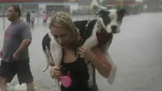 Hurricane Harvey: Saving displaced pets