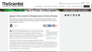 Cause Of Aging, Epigenetic Misexpression or Two Path Differentiation