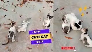 Cute Cat Funny Shorts Compilations 2022🤣|| Cat Videos😍🥰😘|| Funny Animals Part 360 || Piggi World