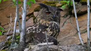 Wilde Natur vor der Haustüre