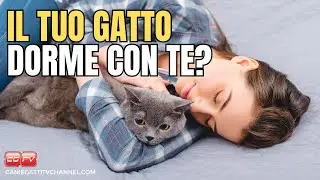 5 ragioni perché il tuo gatto dorme con te