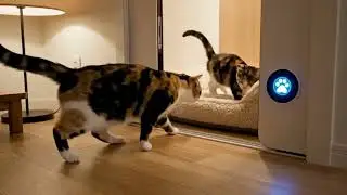 Smartest Cat on the Internet 😺🔔  Opens Door Using Sensor!