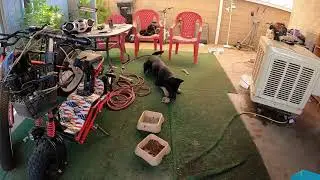 Backyard Cannabis Grow With Rando. Rambo Eats a Giant Grasshopper for breakfast.