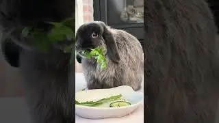 Bunny crunch #asmr #asmreating #bunny #cute #eating 