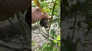 Manfaat Buah Jarak #jarak