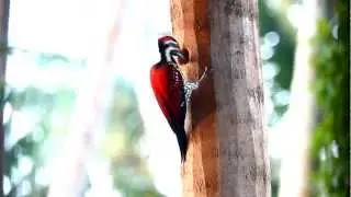 Crimson-backed Flameback in action