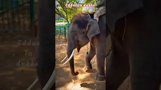 அக்கப்போரு பன்னுதேங்கடா #funny #elephants #dubbing #comedy #funnyanimals