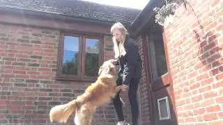 How To: Hug (your leg) With Sophie's TrainingTips ft Buddy the Nova Scotia Duck Toller Retreiver