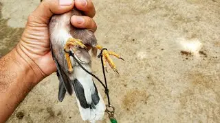Membuat Tali Anklet Untuk Jinakin Burung