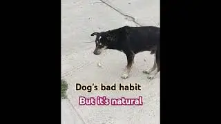 Dog's bad habit,but it's natural #natural #habits #dog #shorts #reels #doglove #foryou #barkingdog