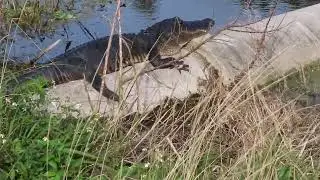 American Alligator in Heaven Resting on Culvert in Pond at Orlando Wetlands! Christmas, Florida
