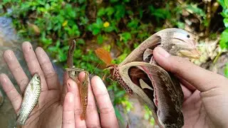 The world's largest butterfly, giant shrimp, unique small fish