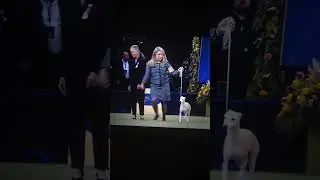 Westminster Dog Show Best in Show goes to Monty Gaint Schnauzer Bourbon whippet  reserved BestinShow