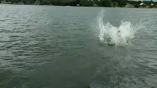 Safari leap & catch(3)