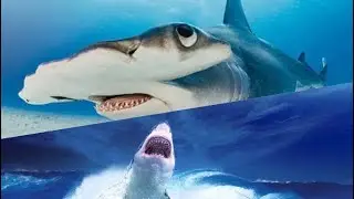 Pesca Radical🚨Tibur&oacute;n Martillo 🚨