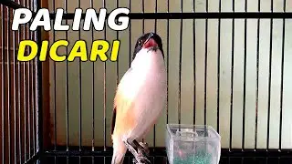 MASTERAN CENDET BIAR GACOR