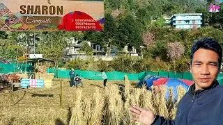 Sharon Campsite Kohima Nagaland Long Dili Pictures 