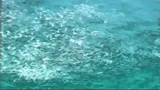 Shark feeding frenzy off coast of Australia