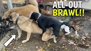 Chaos in the Backyard: Sofia the Rottweiler & Efes the Pitbull's Wild Encounter with a Bear!