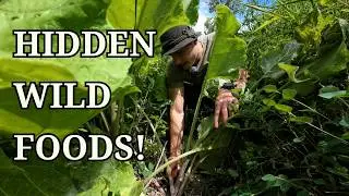I Foraged My Whole Lunch For Free | Burdock, Thistle, Cactus