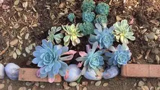 A Tour of My Messy Garden