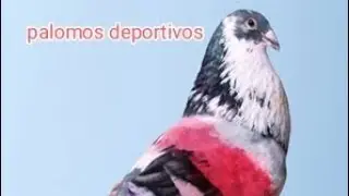 Es muy importante controlar el tiempo (palomos deportivos)♥️