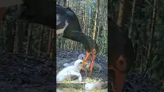 The mother black stork spits out the fish for the baby bird to eat, and you can have a full meal...