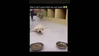 Baldi&rsquo;s Basics Humor #shortsfeed #shorts #baldisbasics #dog #funny #lol #puppy