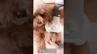 3-in-1 Quiet Pet Hair Dryer & Grooming Brush | Perfect for Dogs & Cats! 🐾 #shorts
