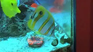 Copperband Butterflyfish Acclimation and Care Saltwater Coral Reef Aquarium