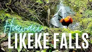 Great Oahu Waterfall Hike for Little Kids | Likeke Falls | Best Family Activities in Hawaii