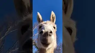 donkey funny video #donkey #funny