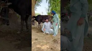 Ghr ki murghi daal barabr😂 #youtubeshorts #ytshorts #trending #foryou