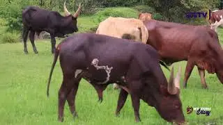 My Zuru Diary: A Day At Kitale Nature Conservancy| Ndura Park
